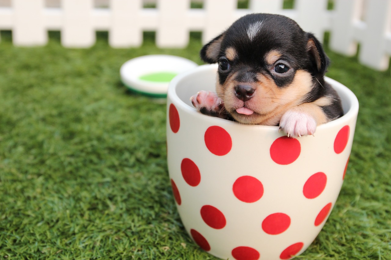 dog in cup