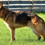 Canine Hip Dysplasia