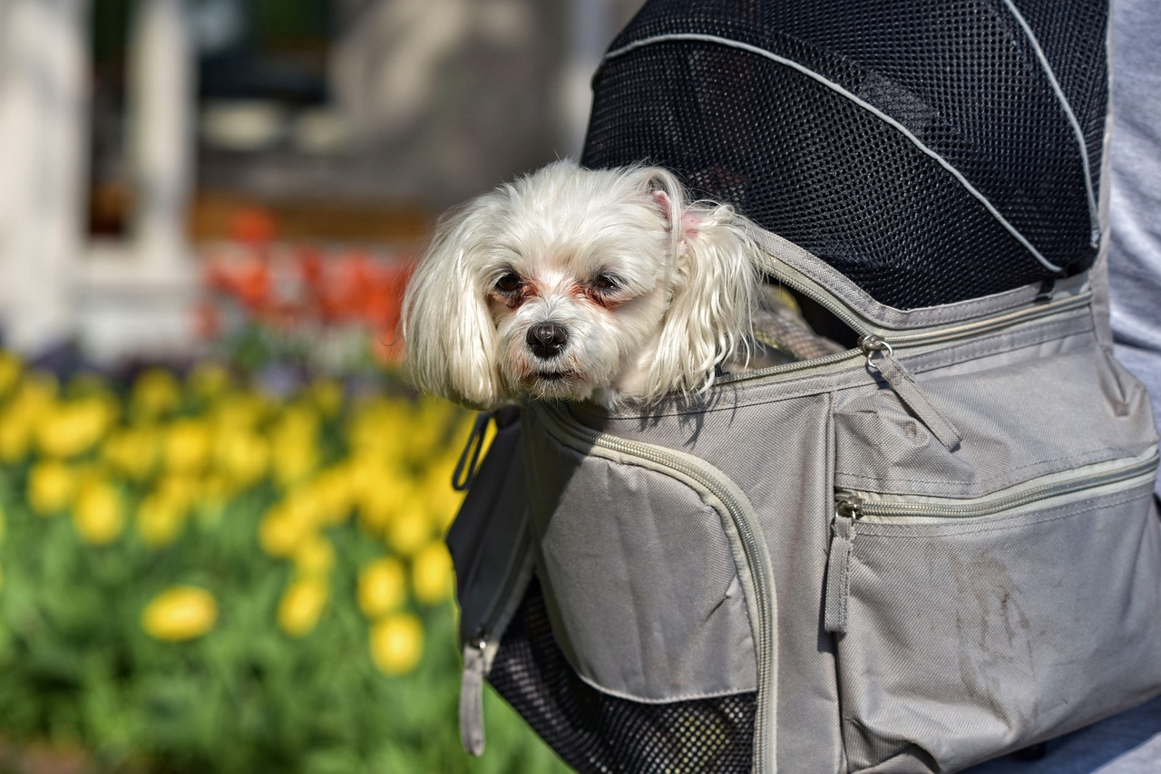 maltese